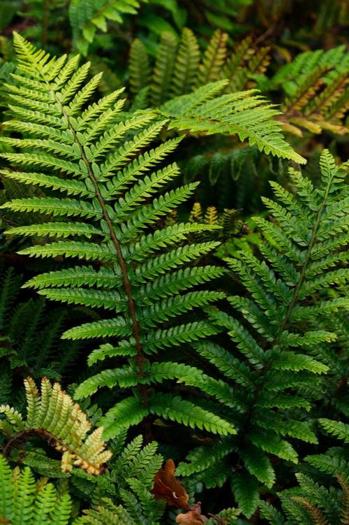Japanese Lace Fern